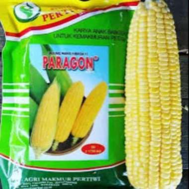 Benih / bibit Jagung manis Paragon