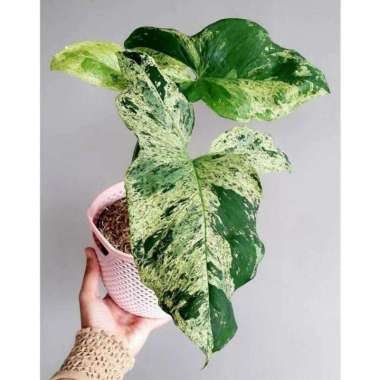 Tanaman hias syngonium mojito / singonium mojito