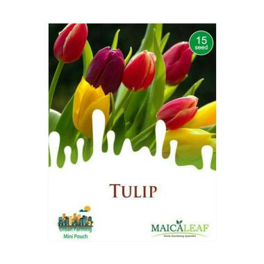 Paling Populer 27 Gambar Bunga  Tulip  Terbaru Gambar 