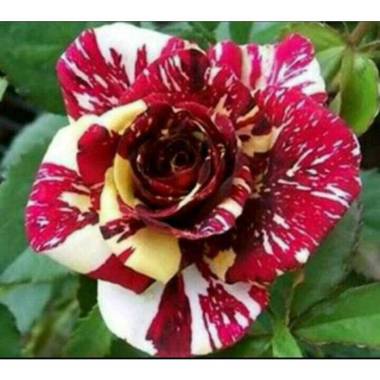 Jual Pot Tanaman Ukuran Besar Terbaru - Harga Murah