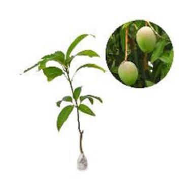 Jual 62 Terlengkap - Harga Murah September 2022 | Blibli