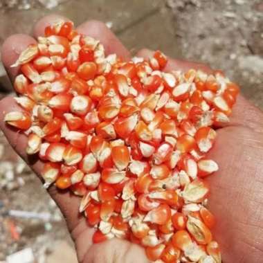Jagung Kristal Pakan Merpati Tinggi