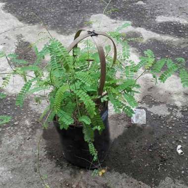 Jual bibit Sereh Wangi Merah Tanaman Online Maret 2021