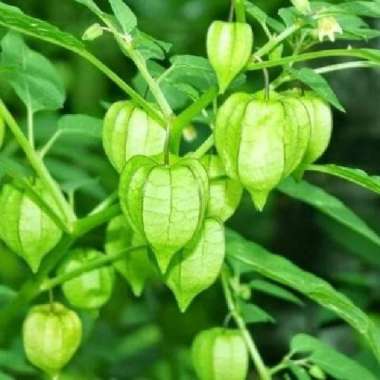 Tanaman herbal pohon ciplukan