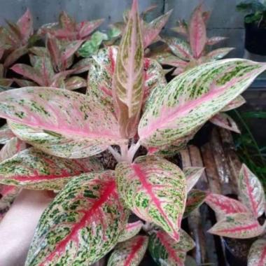Jual Tanaman hias aglonema Red stardust Online November ...