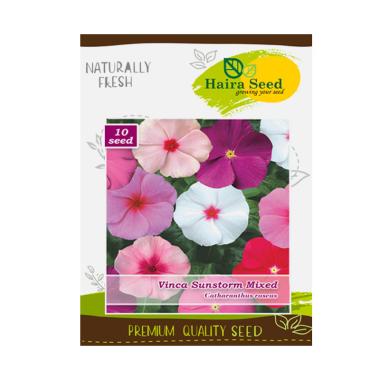 Bunga Matahari Putih Haira Seed Jual Produk Terbaru Bunga Matahari Putih Haira Seed Jual Produk Terbaru