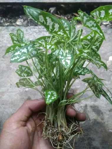 PROMO COD !!! Tanaman hias mini keladi liliput mutiara