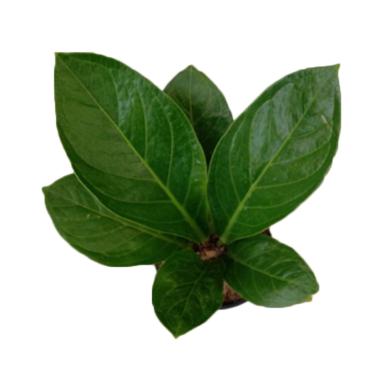 Jual OEM Aglaonema Tanaman Hias - White Online Agustus ...