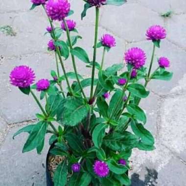 Tanaman hias bunga kancing knop - Kancing lurah