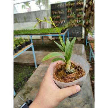 Anggrek dendrobium enobi pink splash Spike