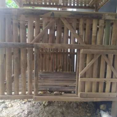 kandang ayam doc ayam bangkok murah