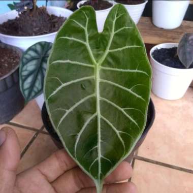 Jual Tanaman Hias Daun Terbaru 2020 - Harga Murah | Blibli.com