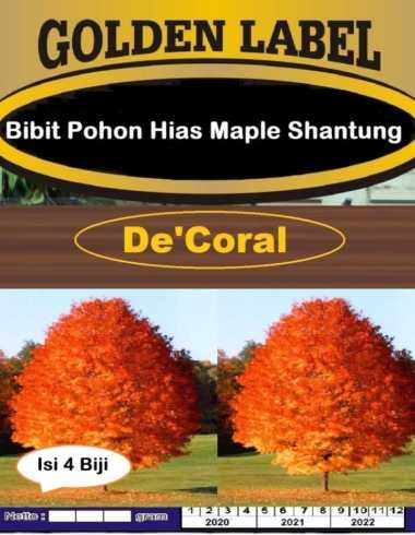 Bibit Pohon Hias Maple Shantung | Benih Pohon Hias Maple Shantung
