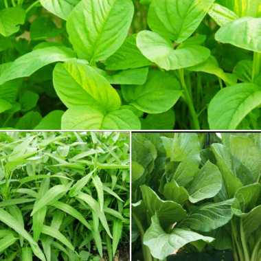 Jual Paket hemat!!! Benih sayuran 13 jenis bibit sayur dan buah di