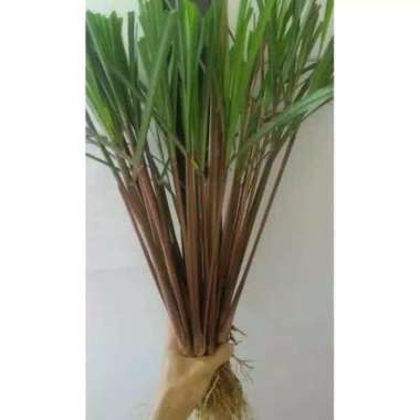 Bibit Serai-Sereh Wangi Serai Merah