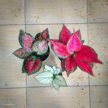 paket 3 tanaman hias aglonema red anjamani dud anjamani super white