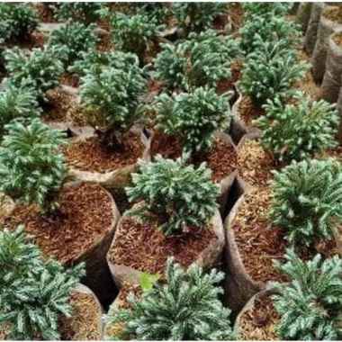 Tanaman Hias Cemara Perak Kinoki Bluedent