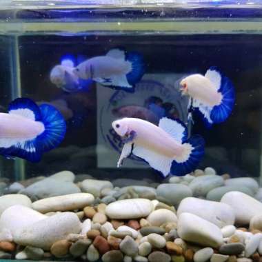 bluerim cupang male siap breed line Thailand grade kualitas import D