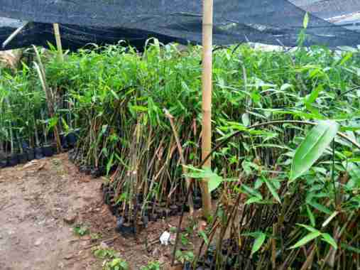 Bibit Tanaman Bambu Apus / Bambu Tali Untuk Bahan Kerajinan