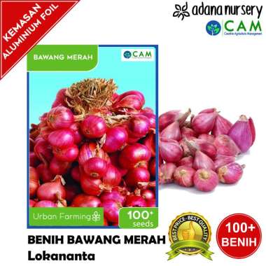 Jual Benih Bawang Merah Tuk Tuk Original Murah  Harga Diskon Maret