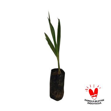 jual bibit buah berkualitas harga menarik blibli jual bibit buah berkualitas harga menarik blibli
