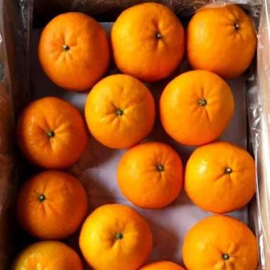 JERUK WOKAM MANDARIN FRESH IMPORT 8 KG PER DUS