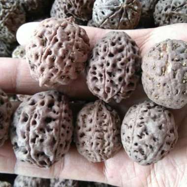jenitri butiran jenitri besar