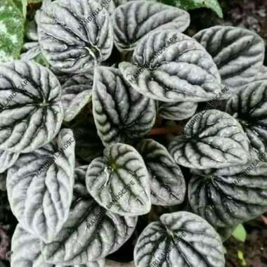 Tanaman Hias Peperomia Caperata Silver