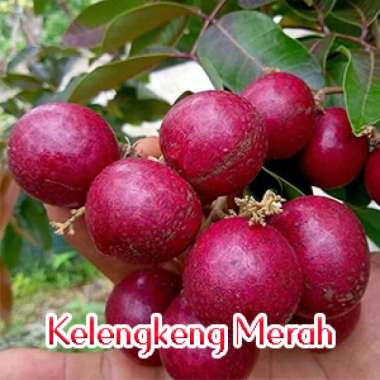 Bibit kelengkeng merah unggul