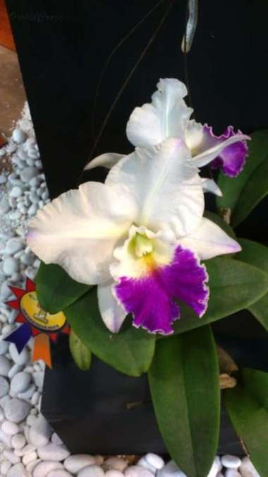 Jual KATTEGAT X botanical Anggrek Bulan Lidah Kuning ...