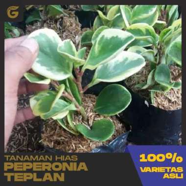 Jual Goldseeds Aglaonema Red Sumatra Pride of Sumatra ...