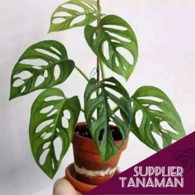 Tanaman Hias Indoor Janda Bolong