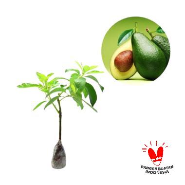 Jual Alpukat Mentega Online  Harga  Kualitas Terjamin  Blibli.com