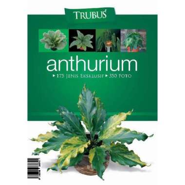 Jual Anthurium Jenmanii Terlengkap - Harga Murah September 2022 | Blibli