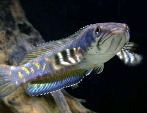 Ikan Channa Pulchra
