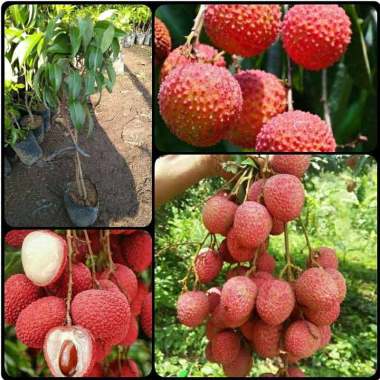 bibit tanaman leci merah Indonesia