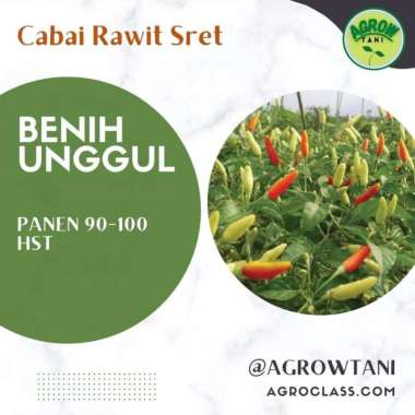 Jual 80BIJI - BENIH TIMUN Hijau Roket BIBIT SAYURAN UNGGUL Repack di