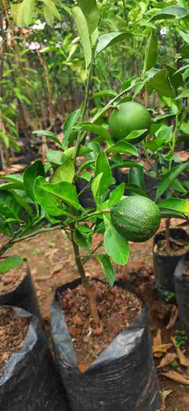 Bibit Buah Jeruk baby java aneka bibit purworejo