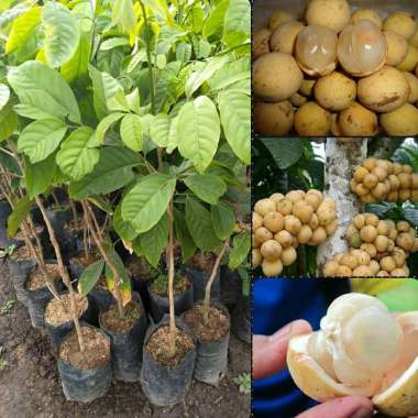 Azzahra berkah bibitku Tanaman Buah Duku Palembang Indonesia