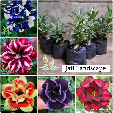 Paket 5 Tanaman Hias Bibit Bunga Kamboja Adenium --