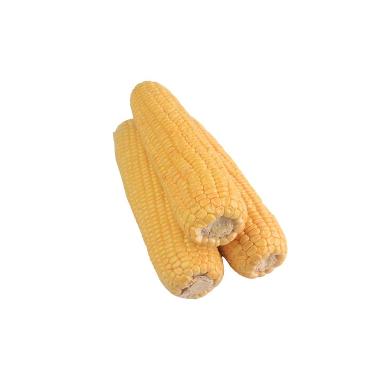 Jagung Harga Terbaru Mei 2021 