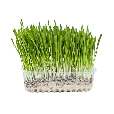 Amefurashi Benih Bunga Benih Wheatgrass Rumput Gandum Bibit Tanaman