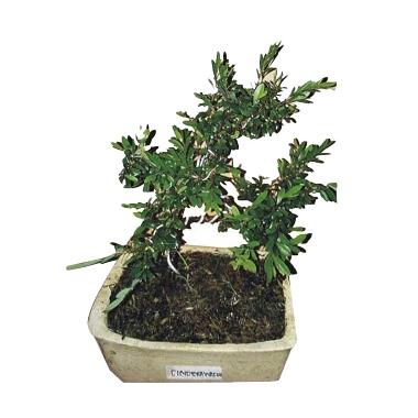 Bibit Tanaman Murah Bonsai Pohon Cendrawasih (Pulau Jawa)