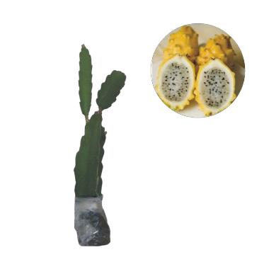 Bibit Tanaman Murah Buah Naga Kuning (Pulau Jawa)