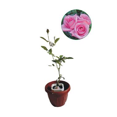 Bibit Tanaman Murah Mawar Pink (Pulau Jawa)