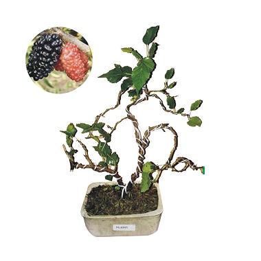 Bibit Tanaman Murah Bonsai Murbei (Pulau Jawa)