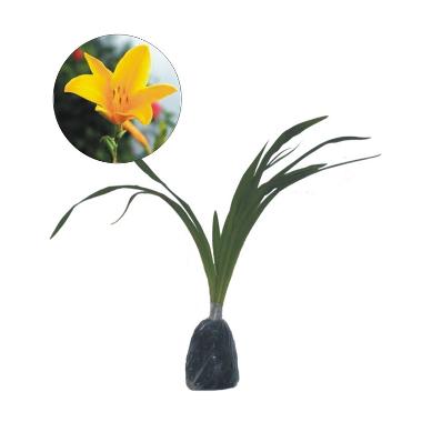 Jual Bibit Tanaman Murah Bunga Lily Kuning (Pulau Jawa ...