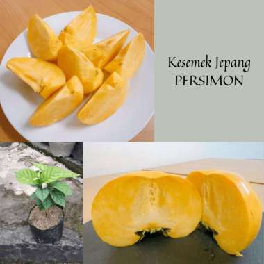 Tanaman Buah Kesemek Jepang / Persimon