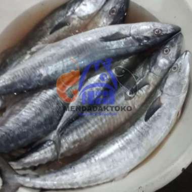 ikan tenggiri fresh 1kg up