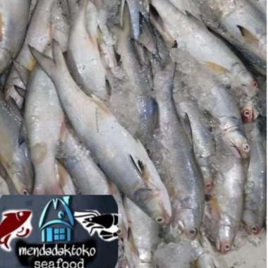 ikan kuro / senangin | ikan laut segar | seafood